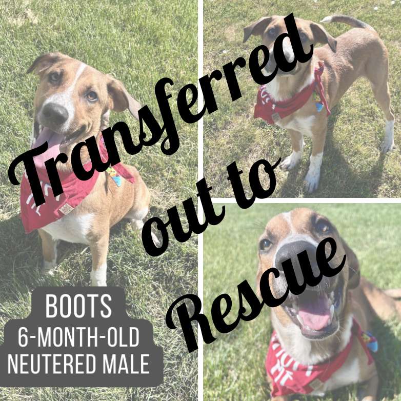 Boots Rehoming - Copy